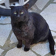 Blacky participe au concours pour gagner de l'argent avec cette photo :
