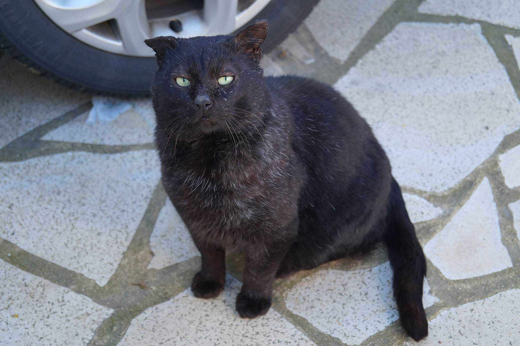 Blacky