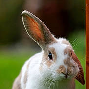 Sleepy a rejoint le concours — aidez-le/la à gagner de superbes lots ! close_up, domestic_rabbit, fauna, grass, hare, mammal, rabbit, rabits_and_hares, snout, whiskers, wildlife