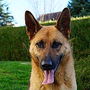 Figaro participe au concours pour gagner de l'argent avec cette photo :
