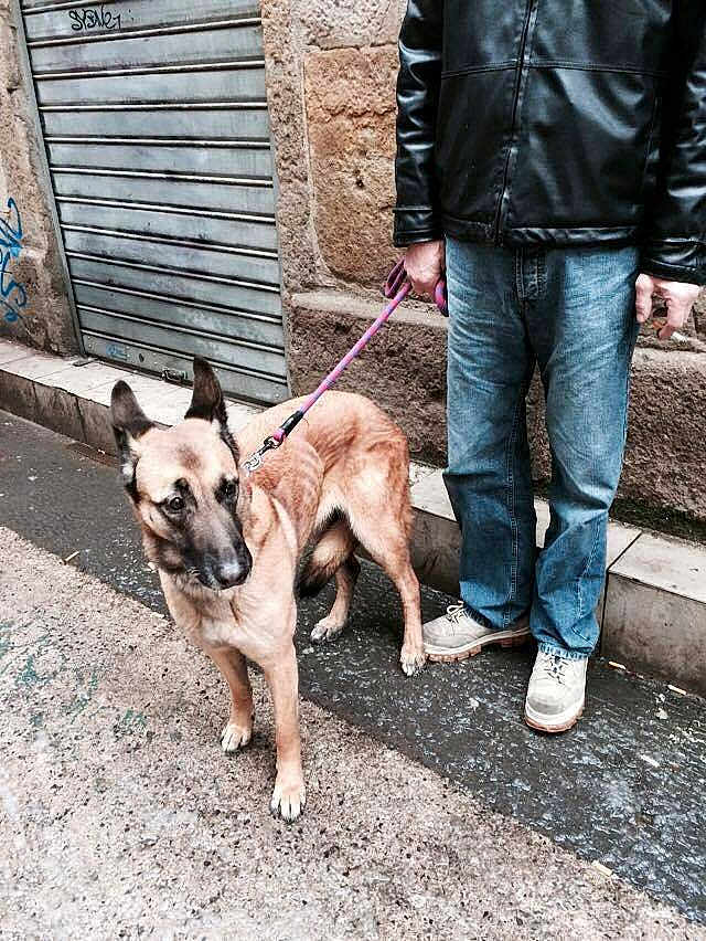 Sos Chiens Sdf a rejoint le concours — aidez-le/la à gagner de superbes lots !