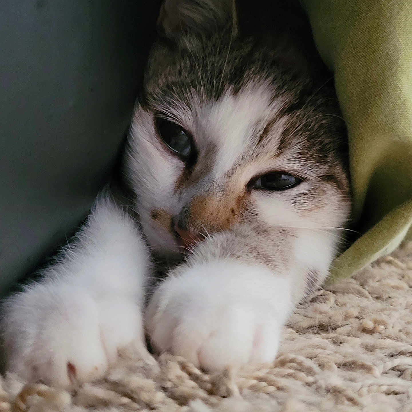 Groot participe au concours pour gagner de l'argent avec cette photo : abyssinian, animal, blanket, cat, couch, furniture, kitten, manx, person, pet, siamese, sleeping