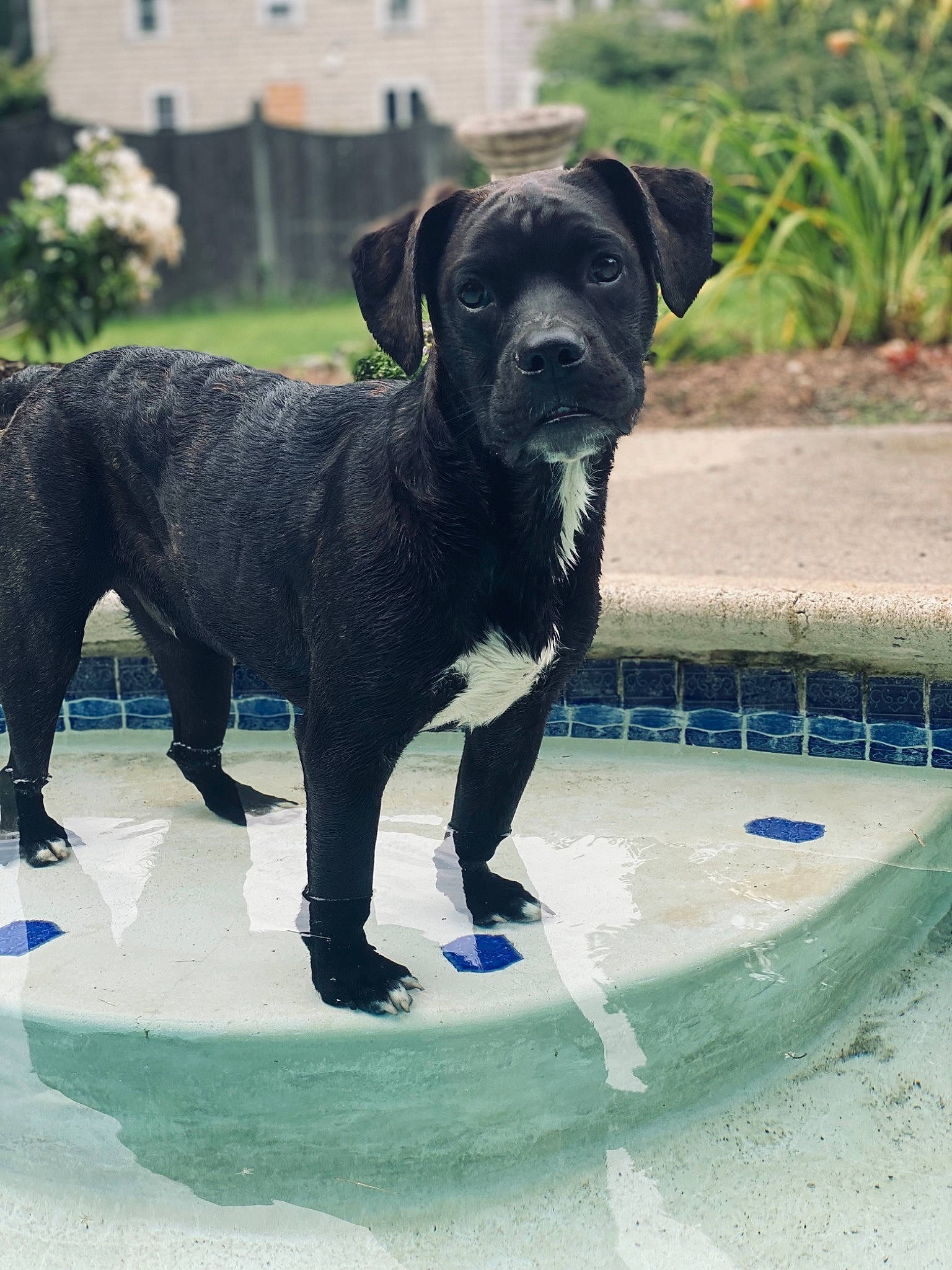 Ziggy joined the competition — help win amazing prizes! canidae, carnivore, collar, companion_dog, dog, dog_breed, dog_collar, electric_blue, fawn, grass, guard_dog, gun_dog, leisure, pet_supply, plant, snout, tail, water, working_animal, working_dog