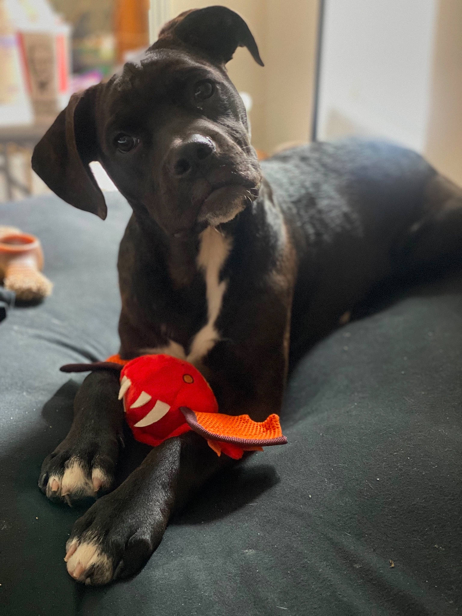 Ziggy is registered to the contest to win money with this photo: canidae, carmine, carnivore, collar, comfort, companion_dog, dog, dog_breed, dog_collar, dog_supply, fawn, grey, guard_dog, pet_supply, reptile, snout, sporting_group, tail, toy_dog, working_animal