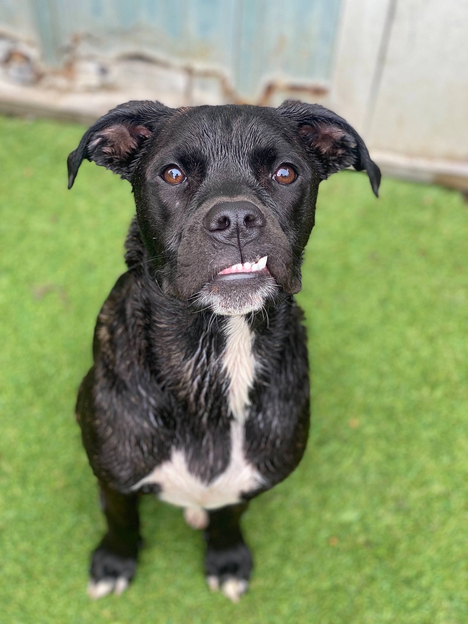 Ziggy is registered to the contest to win money with this photo: borador, canidae, carnivore, collar, companion_dog, dog, dog_breed, dog_collar, fur, grass, non_sporting_group, plant, sporting_group, terrestrial_animal, whiskers, working_animal, working_dog