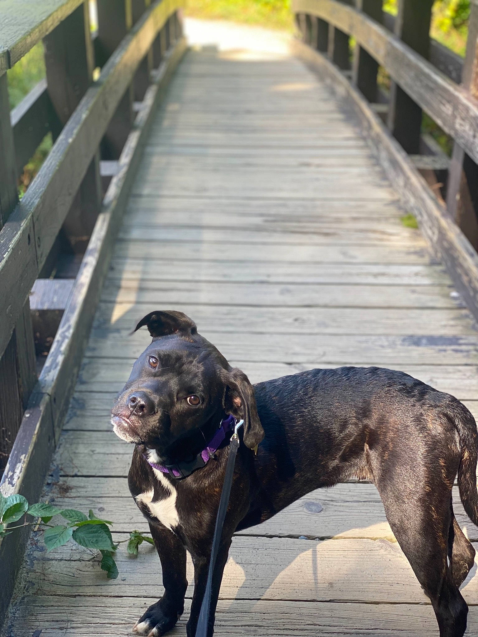 Ziggy joined the competition — help win amazing prizes! carnivore, collar, companion_dog, dog, dog_breed, dog_collar, fawn, green, leash, light, liver, mammal, plant, snout, street_dog, tail, vertebrate, whiskers, window, working_animal
