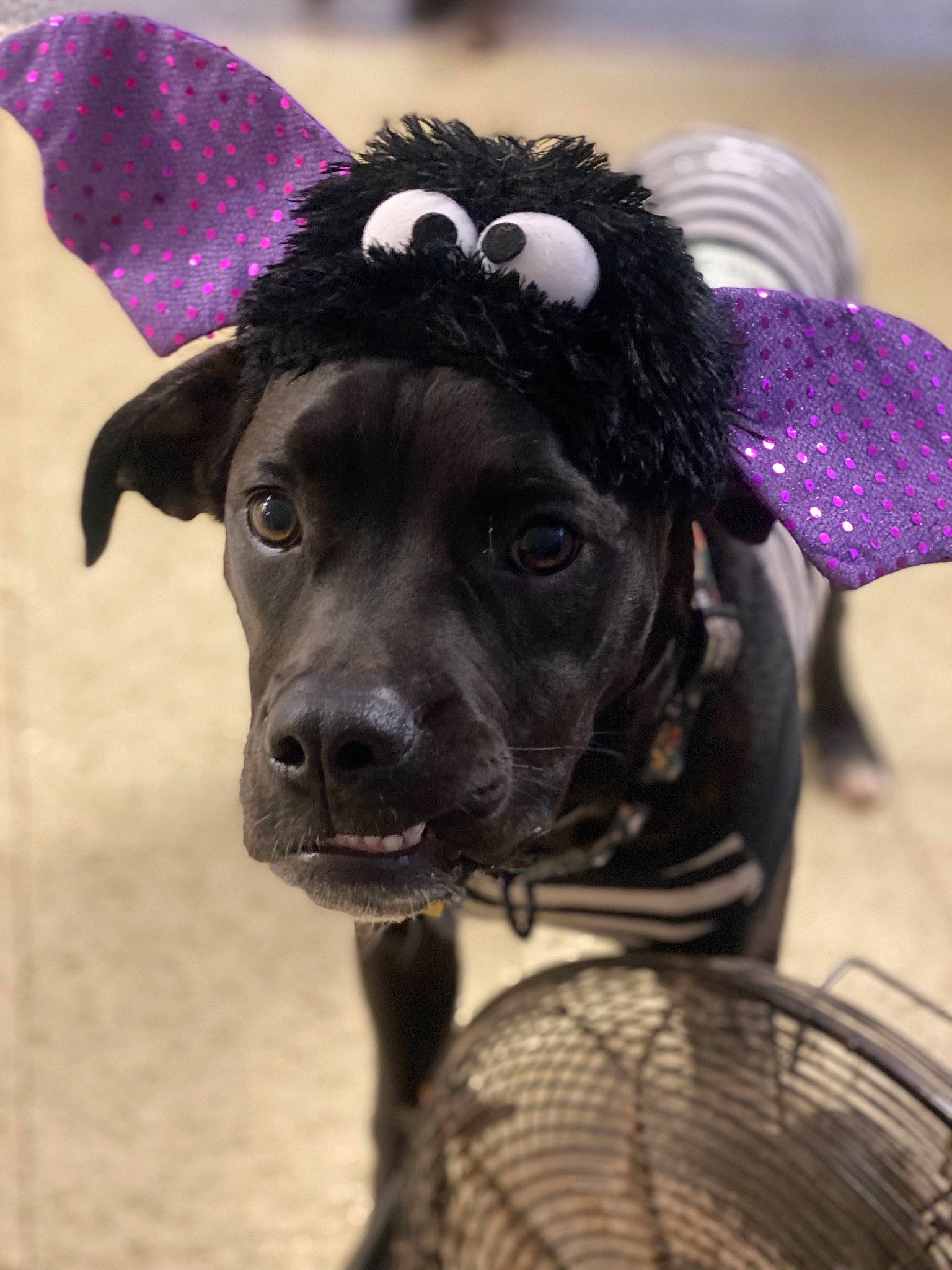 Ziggy is registered to the contest to win money with this photo: canidae, cap, carnivore, collar, companion_dog, dog, dog_breed, dog_clothes, dog_collar, dog_supply, fawn, hat, leash, party_hat, pet_supply, purple, snout, sporting_group, whiskers, working_animal