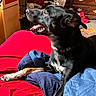 Trouble is registered to the contest to win money with this photo: dog, black_dog, bed, blanket, red_blanket, blue_blanket, indoor, sunlight, wooden_furniture, drawer, clothing, relaxed, pet, canine, tongue_out, collar, paw, side_view, cozy, room