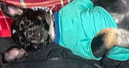 Trouble is registered to the contest to win money with this photo: dog, puppy, pet, lying_down, turquoise_shirt, black_fur, plaid_blanket, red_blanket, cozy, relaxed, indoor, sleeping, small_dog, ears_up, fabric, paw, cute, animal, domestic_animal, companion