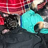 dog, puppy, pet, lying_down, turquoise_shirt, black_fur, plaid_blanket, red_blanket, cozy, relaxed, indoor, sleeping, small_dog, ears_up, fabric, paw, cute, animal, domestic_animal, companion