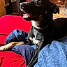 Trouble is registered to the contest to win money with this photo: dog, black_dog, tan_markings, bed, blanket, red_blanket, blue_blanket, indoor, furniture, dresser, laundry_basket, happy, pet, canine, resting, collar, tongue_out, paw, cozy, home