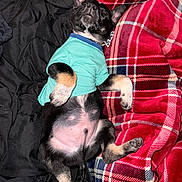 Trouble joined the competition — help win amazing prizes! puppy, dog, sleeping, blanket, plaid, red, black, turquoise_shirt, lying_down, cute, pet, fur, paws, indoors, cozy, resting, relaxed, small_dog, canine, nap