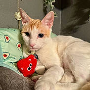 Otis is registered to the contest to win money with this photo: cat, pet, toy, red_toy, indoor, cozy, bed, white_cat, orange_cat, plant, hanging_plant, decor, feline, cute, relaxed, animal, closeup, collar, resting, paw