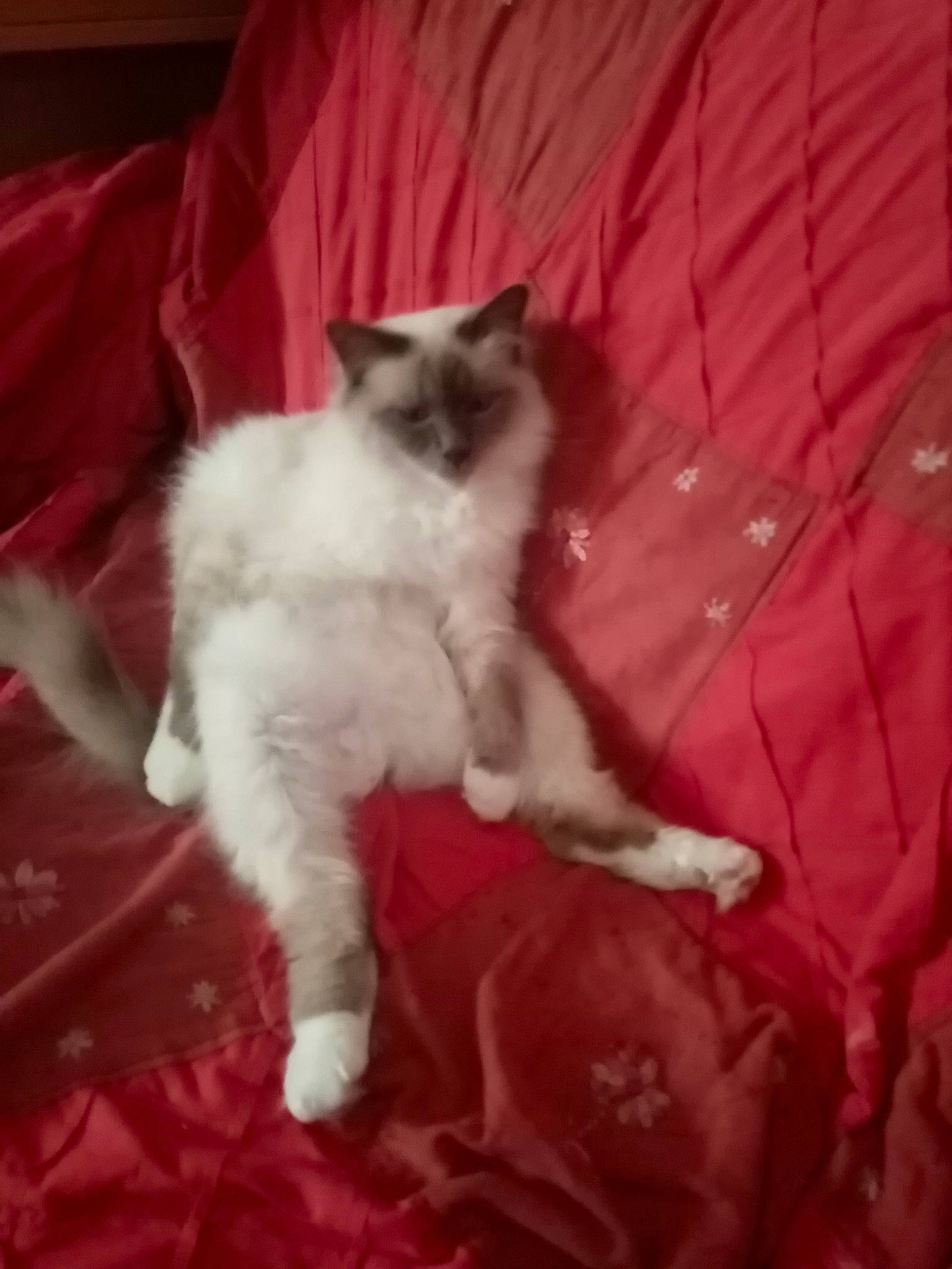 Pongo Des Joyaux Shelam