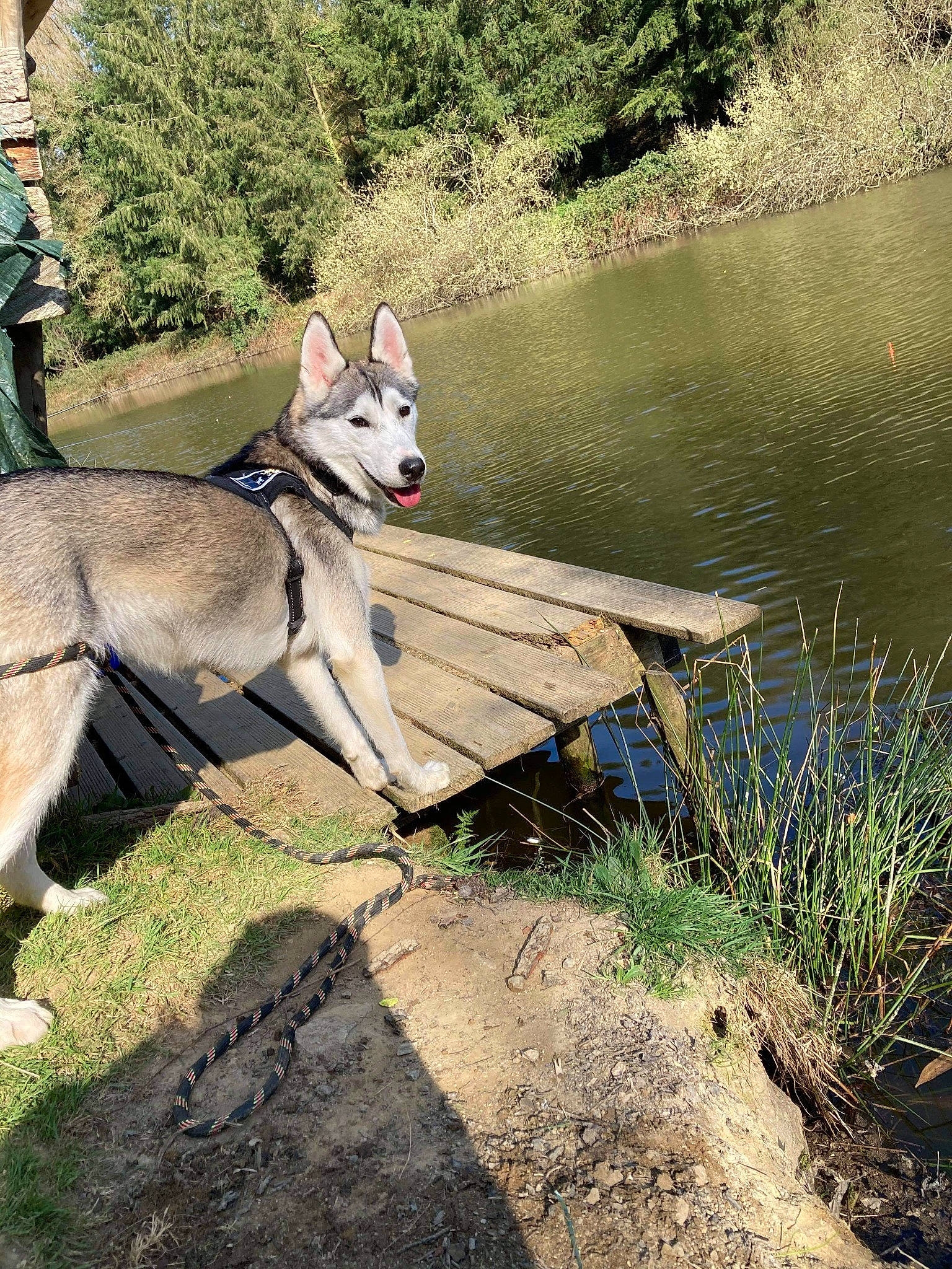 Rebelle Des Fleurs D'étoile