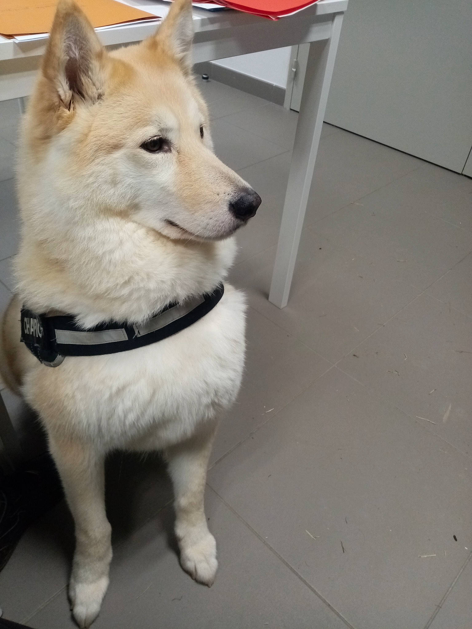 Jeko participe au concours pour gagner de l'argent avec cette photo : canidae, canis, carnivore, collar, companion_dog, dog, dog_breed, dog_collar, dog_supply, fashion_accessory, fawn, fur, leash, pet_supply, sled_dog, snout, sporting_group, tail, whiskers, working_animal