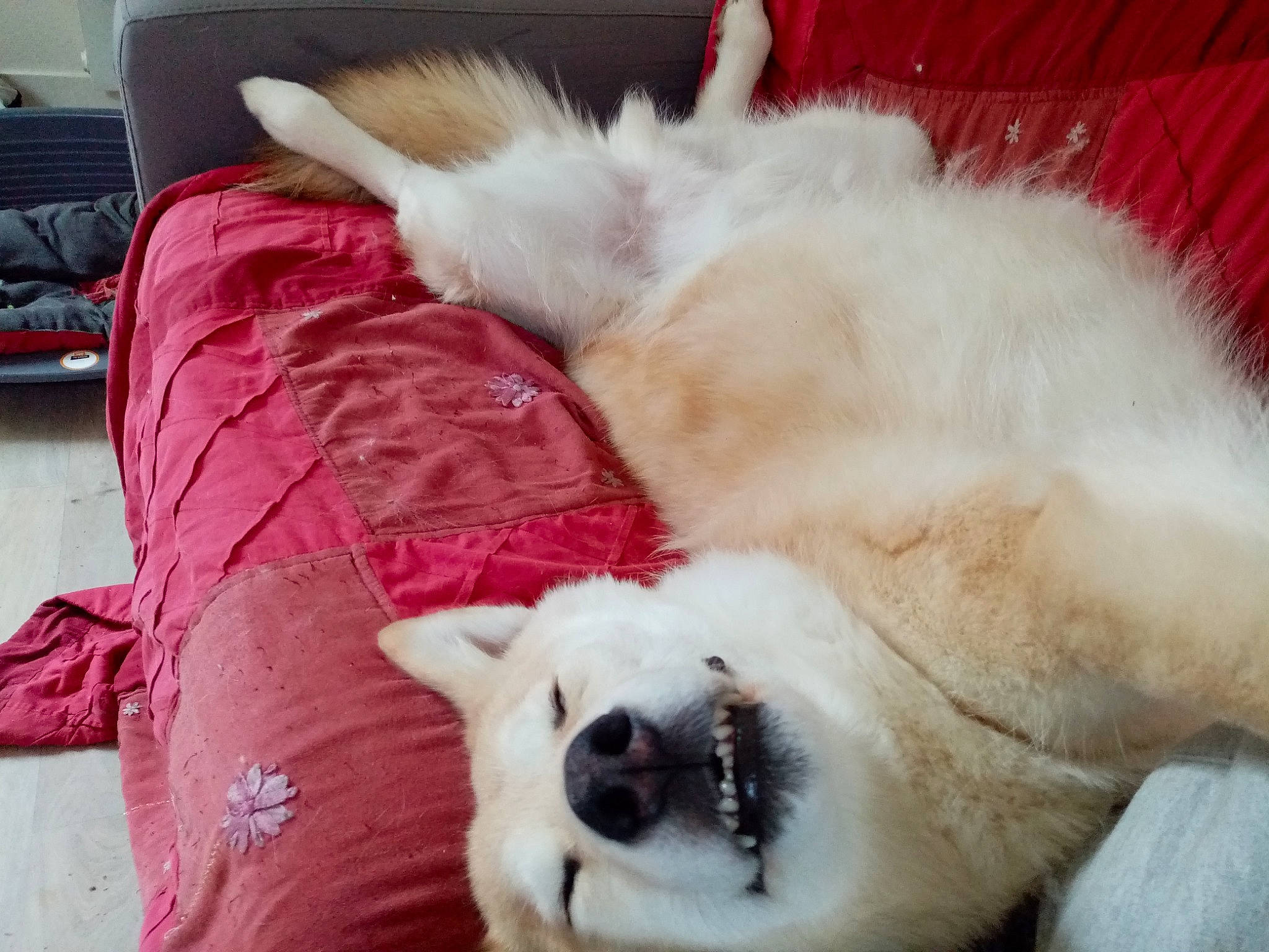 Jeko a rejoint le concours — aidez-le/la à gagner de superbes lots ! canidae, carnivore, claw, comfort, companion_dog, dog_breed, fang, fawn, felidae, fur, linens, nap, paw, small_to_medium_sized_cats, snout, sporting_group, tail, terrestrial_animal, whiskers, working_animal