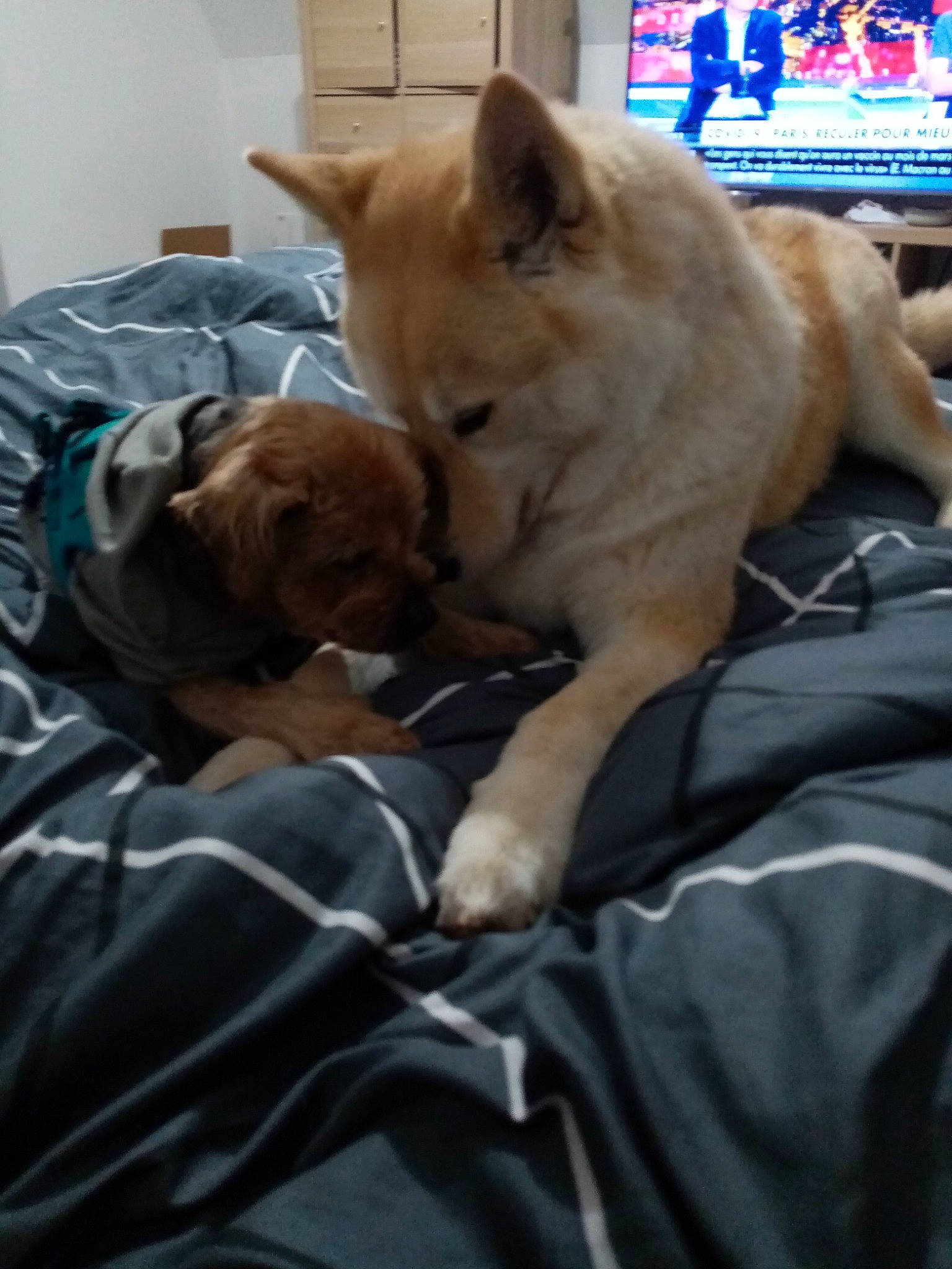 Jeko participe au concours pour gagner de l'argent avec cette photo : canidae, carnivore, comfort, companion_dog, dog, dog_breed, dog_supply, duvet, fawn, fur, hardwood, linens, nap, room, sleep, snout, sporting_group, tail, whiskers, working_animal