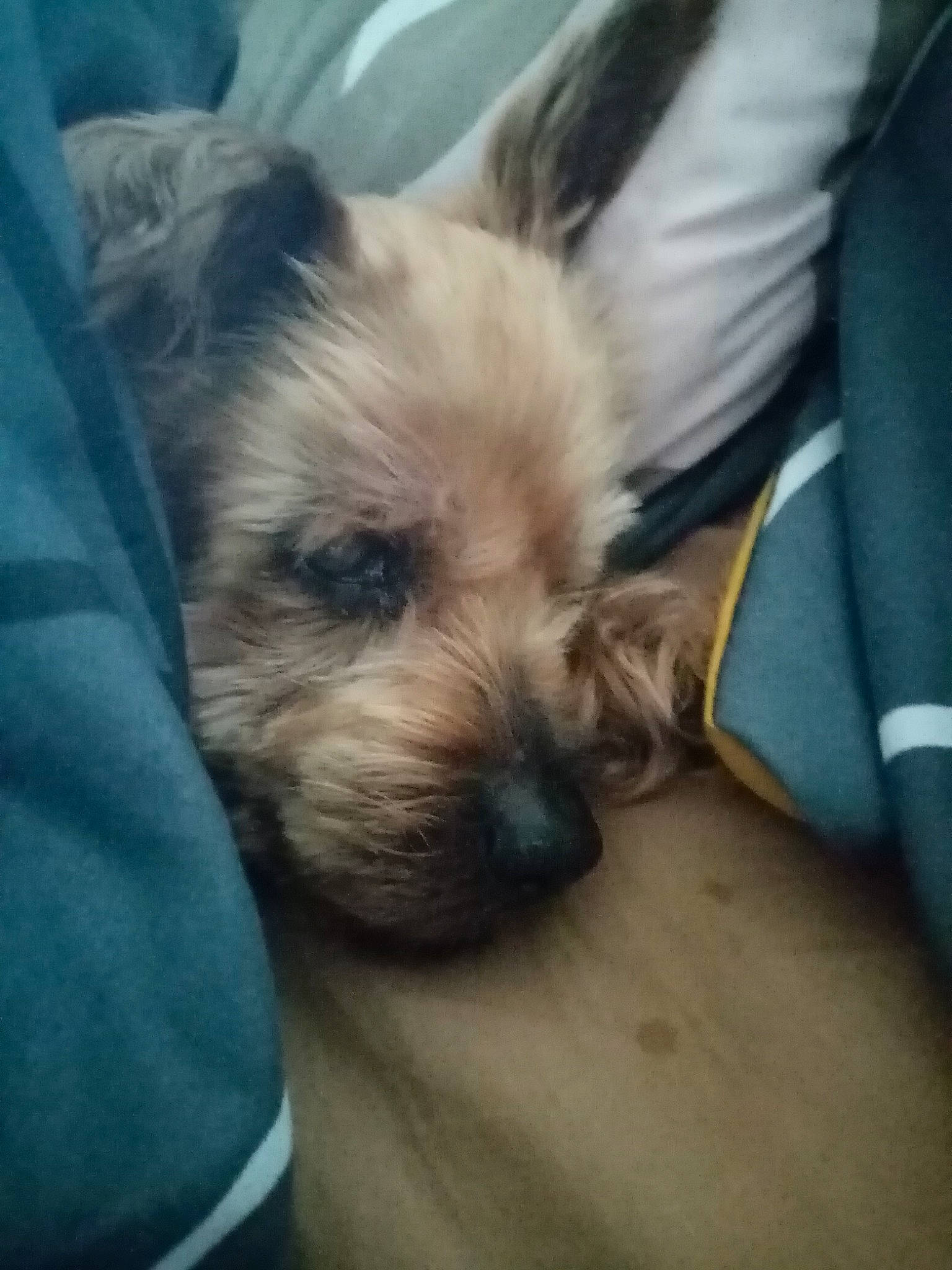 Arthur participe au concours pour gagner de l'argent avec cette photo : carnivore, comfort, companion_dog, dog, dog_breed, fawn, fur, nap, non_sporting_group, puppy_love, small_terrier, snout, sporting_group, terrier, toy_dog, whiskers