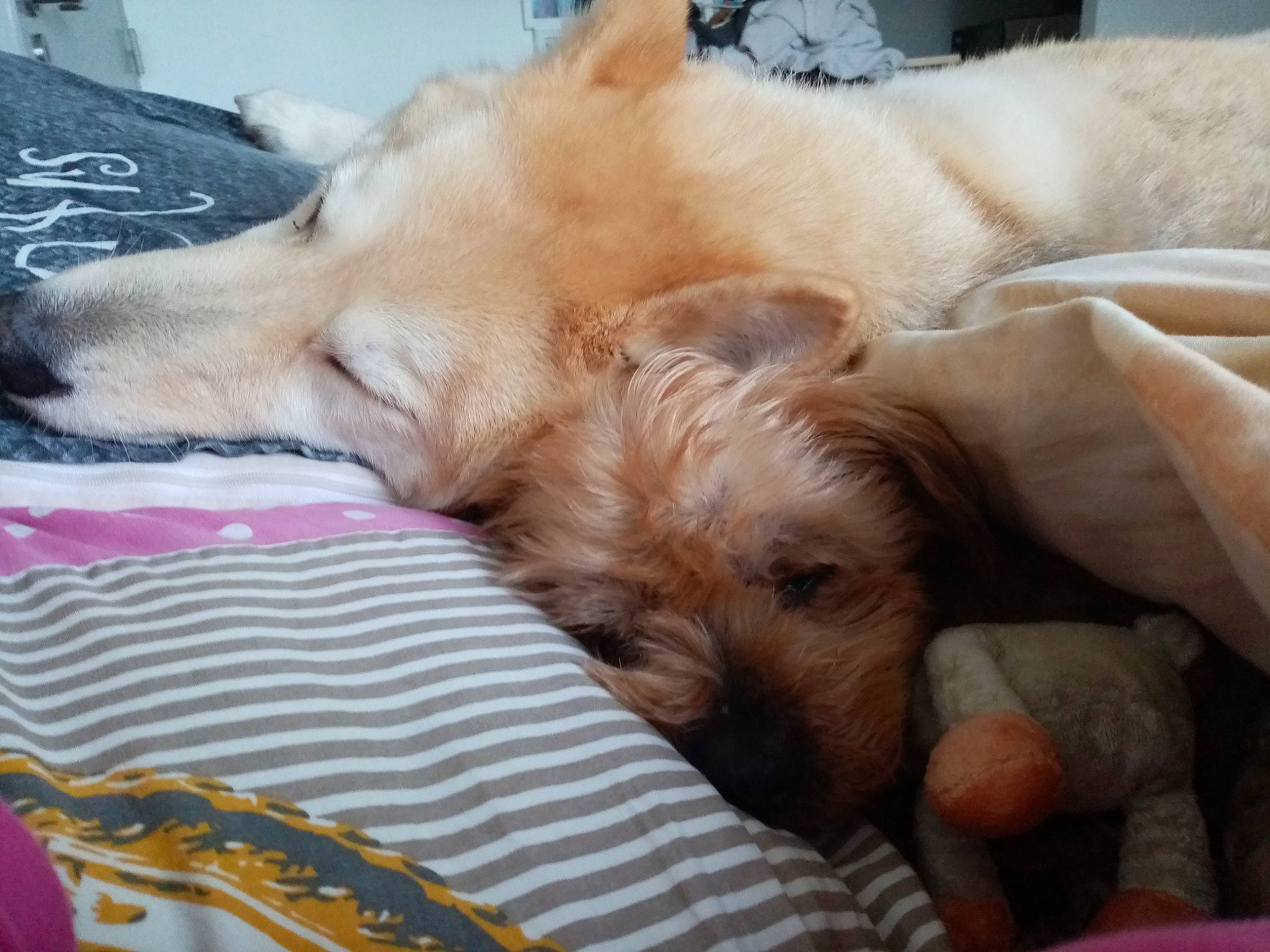 Arthur a rejoint le concours — aidez-le/la à gagner de superbes lots ! bed_sheet, bedding, canidae, carnivore, comfort, companion_dog, dog, dog_breed, duvet, fawn, fur, linens, paw, puppy_love, small_terrier, snout, sporting_group, terrier, toy_dog, working_animal