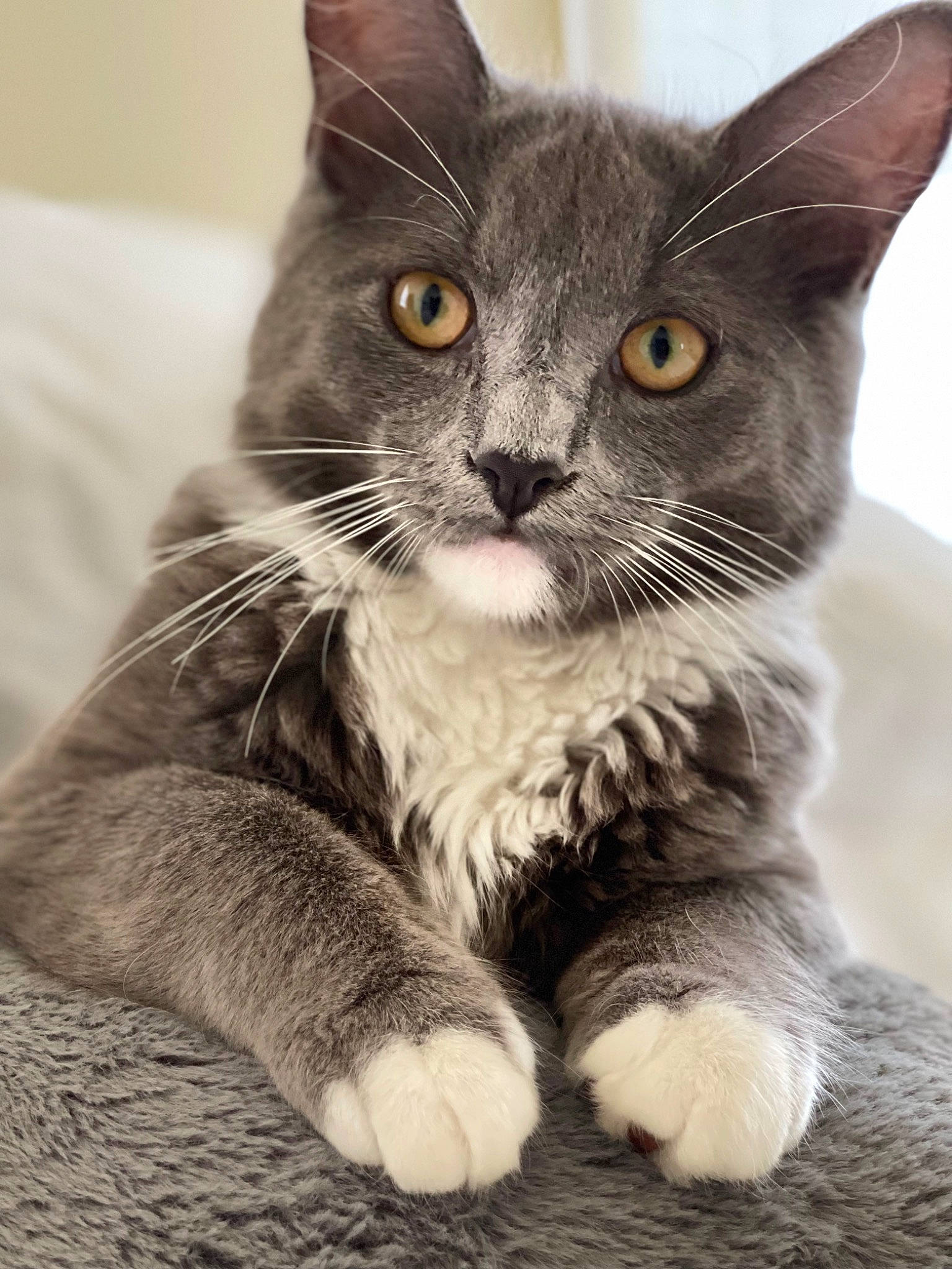 Oliver is registered to the contest to win money with this photo: carnivore, cat, cat_toy, claw, domestic_short_haired_cat, felidae, fur, grey, monochrome, monochrome_photography, paw, sitting, small_to_medium_sized_cats, snout, tail, whiskers
