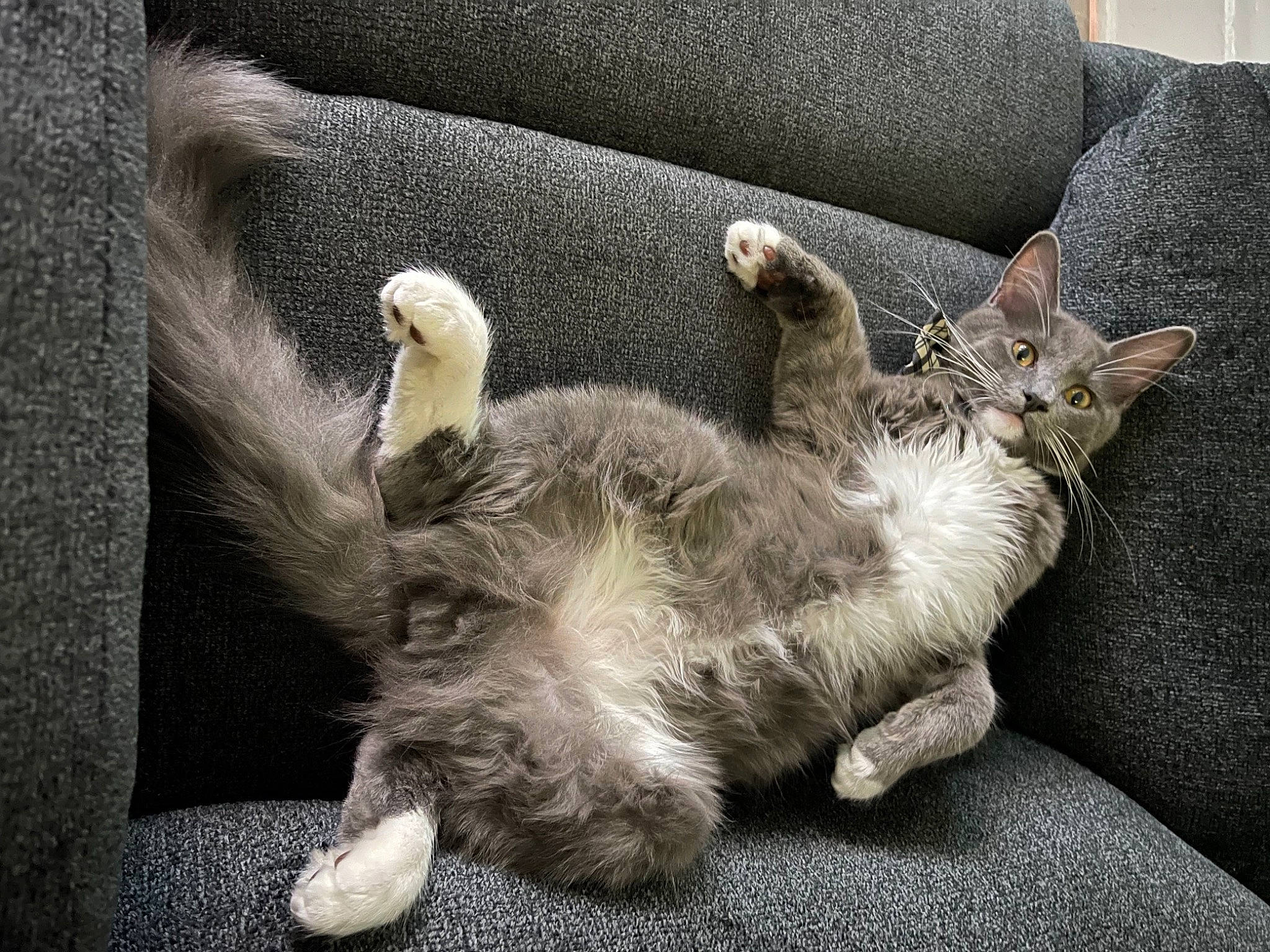 Oliver is registered to the contest to win money with this photo: carnivore, cat, claw, comfort, domestic_short_haired_cat, felidae, fur, grey, nap, paw, sleep, small_to_medium_sized_cats, snout, tail, terrestrial_animal, whiskers