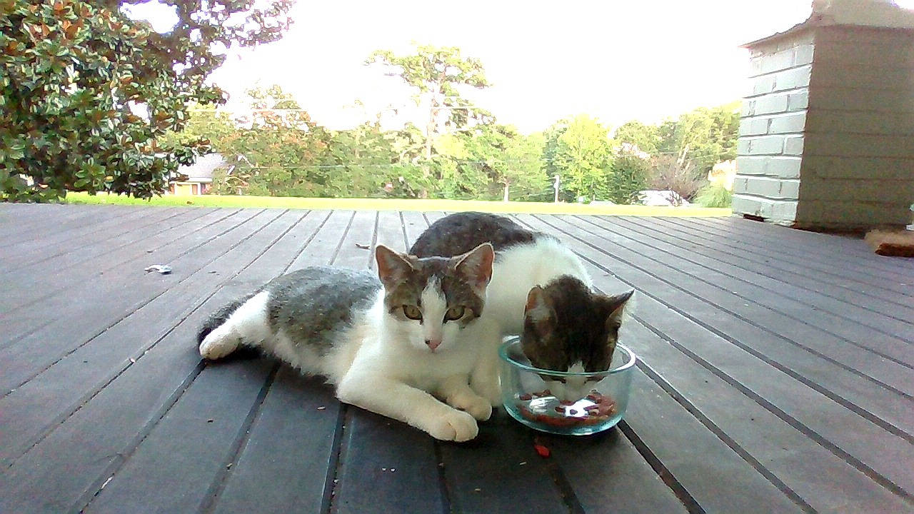 Fredia joined the competition — help win amazing prizes! aegean_cat, american_wirehair, carnivore, cat, domestic_short_haired_cat, european_shorthair, felidae, german_rex, kitten, polydactyl_cat, small_to_medium_sized_cats, tail, whiskers