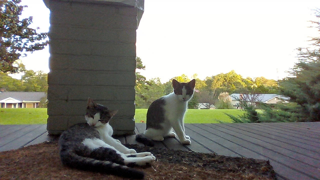 Fredia is registered to the contest to win money with this photo: aegean_cat, carnivore, cat, domestic_short_haired_cat, felidae, polydactyl_cat, small_to_medium_sized_cats, tail, whiskers