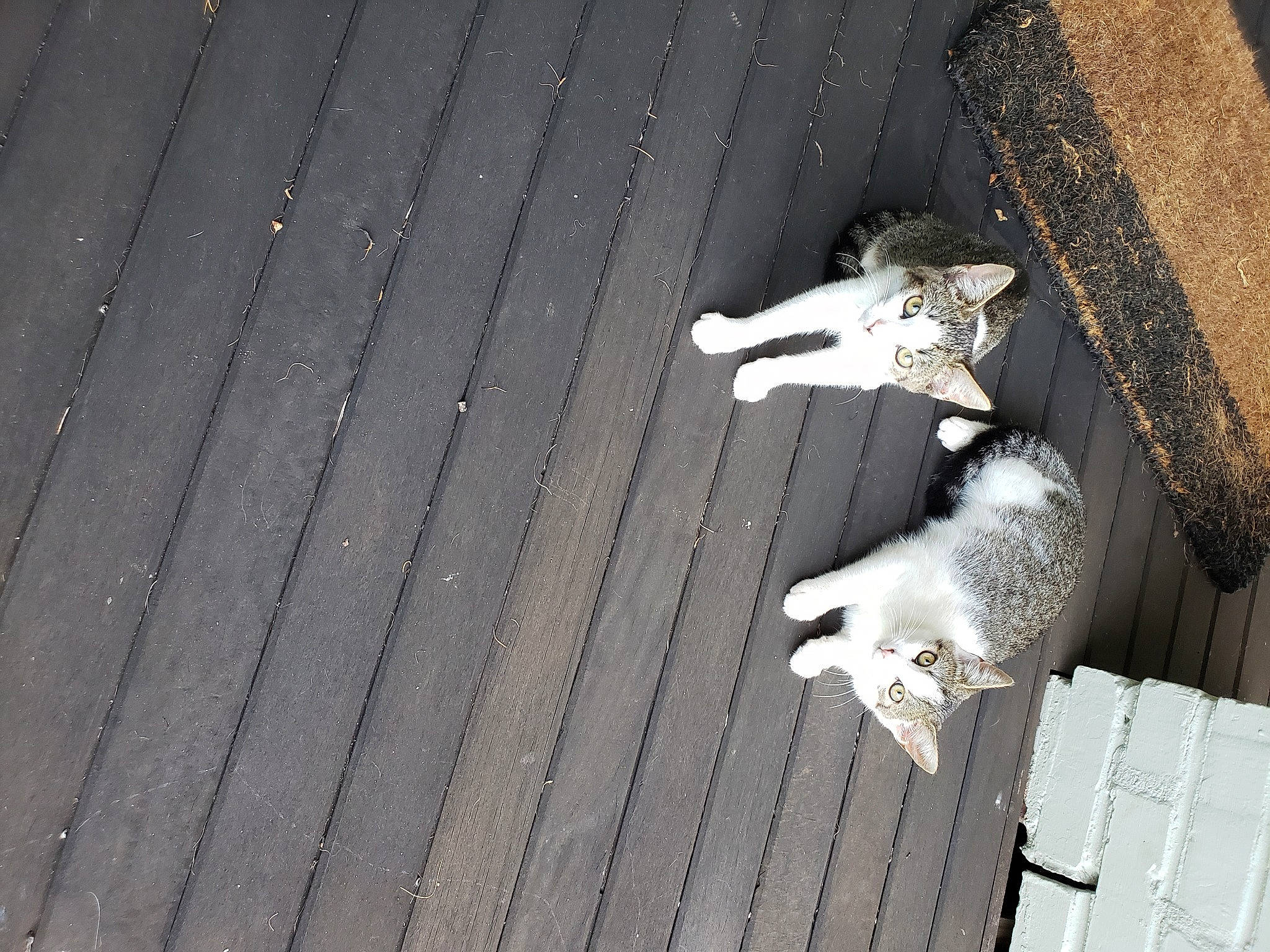 Fredia joined the competition — help win amazing prizes! canidae, fawn, leg, non_sporting_group, tail