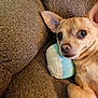 Bruno joined the competition — help win amazing prizes! dog, small_dog, tan_dog, couch, plush_toy, resting, alert, indoor, pet, fur, ears, cute, companion, cozy, texture, closeup, animal, domestic_animal, relaxing, brown