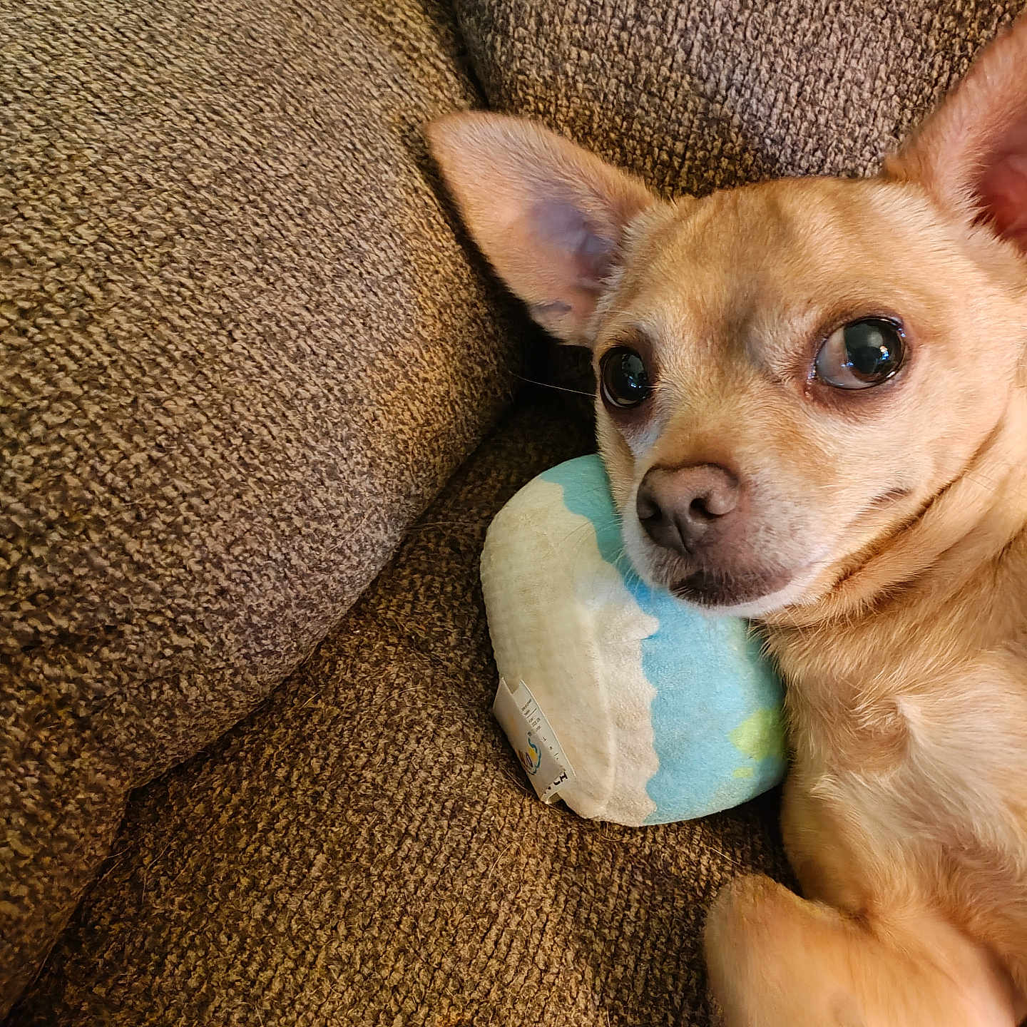 Bruno joined the competition — help win amazing prizes! alert, animal, brown, closeup, companion, couch, cozy, cute, dog, domestic_animal, ears, fur, indoor, pet, plush_toy, relaxing, resting, small_dog, tan_dog, texture