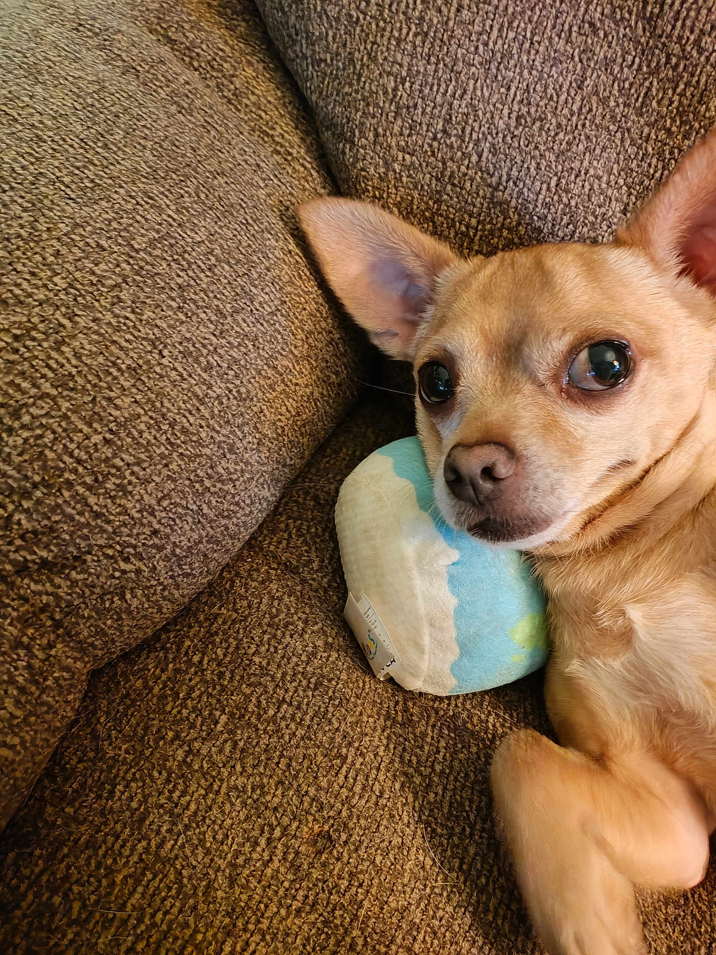 Bruno
