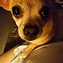 Bruno is registered to the contest to win money with this photo: dog, close_up, pet, animal, brown, eyes, face, cute, small_dog, whiskers, fur, portrait, indoor, warm_light, snout, nose, paw, looking, mammal, companion