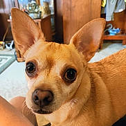 Bruno joined the competition — help win amazing prizes! dog, small_dog, chihuahua, close_up, indoor, wooden_furniture, curious, pet, eyes, ears, light_brown, animal, companion, cozy, floor, carpet, domestic, portrait, looking, cute