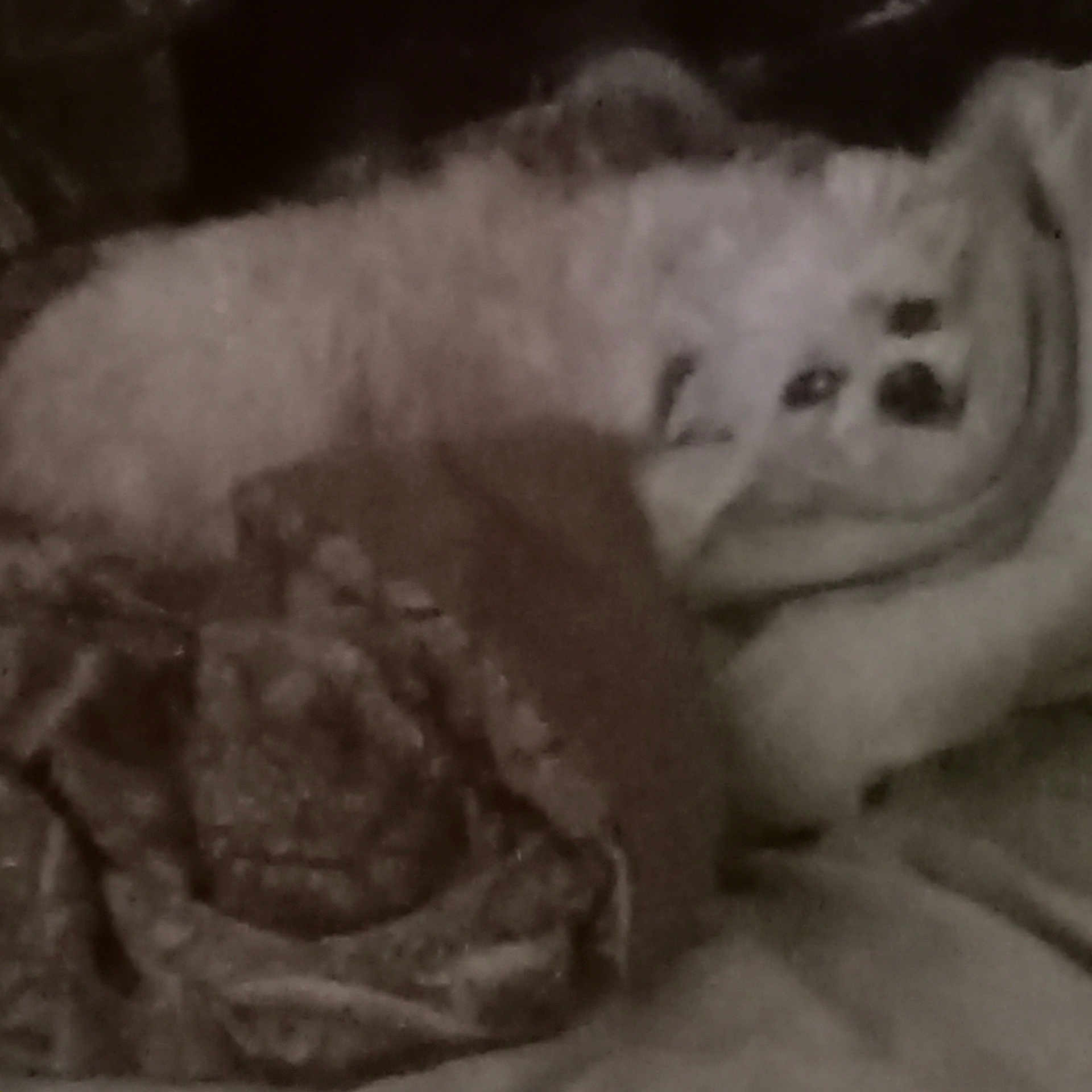 Zoey