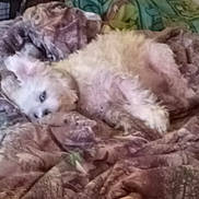 Zoey is registered to the contest to win money with this photo: animal, bed, bedroom, blanket, canine, cat, couch, dog, eskimodog, furniture, indoors, person, pet, poodle, puppy, quilt, room, sleeping, terrier, whitedog
