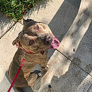 Joker joined the competition — help win amazing prizes! animal, brindle, canine, collar, concrete, daytime, dog, friendly, grass, happy, leash, looking_up, outdoor, pet, playful, shadow, sidewalk, sitting, sunlight, tongue_out