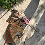animal, brindle, canine, collar, concrete, daytime, dog, friendly, grass, happy, leash, looking_up, outdoor, pet, playful, shadow, sidewalk, sitting, sunlight, tongue_out