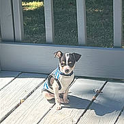 Gizmo joined the competition — help win amazing prizes! puppy, dog, small_dog, pet, outdoor, sunlight, wooden_deck, shadow, fence, grass, greenery, sitting, animal, cute, young_dog, striped_shirt, daytime, nature, canine, companion