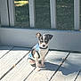 puppy, dog, small_dog, pet, outdoor, sunlight, wooden_deck, shadow, fence, grass, greenery, sitting, animal, cute, young_dog, striped_shirt, daytime, nature, canine, companion