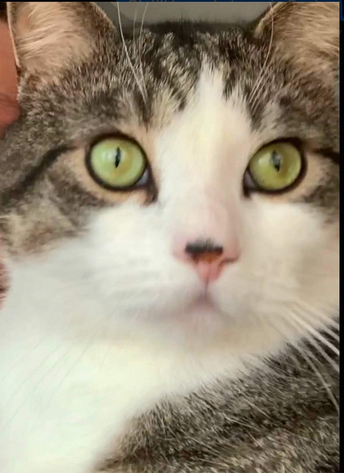 Cheshire is registered to the contest to win money with this photo: art, carnivore, cat, domestic_short_haired_cat, felidae, fur, iris, photo_caption, rectangle, small_to_medium_sized_cats, snout, square, whiskers, window