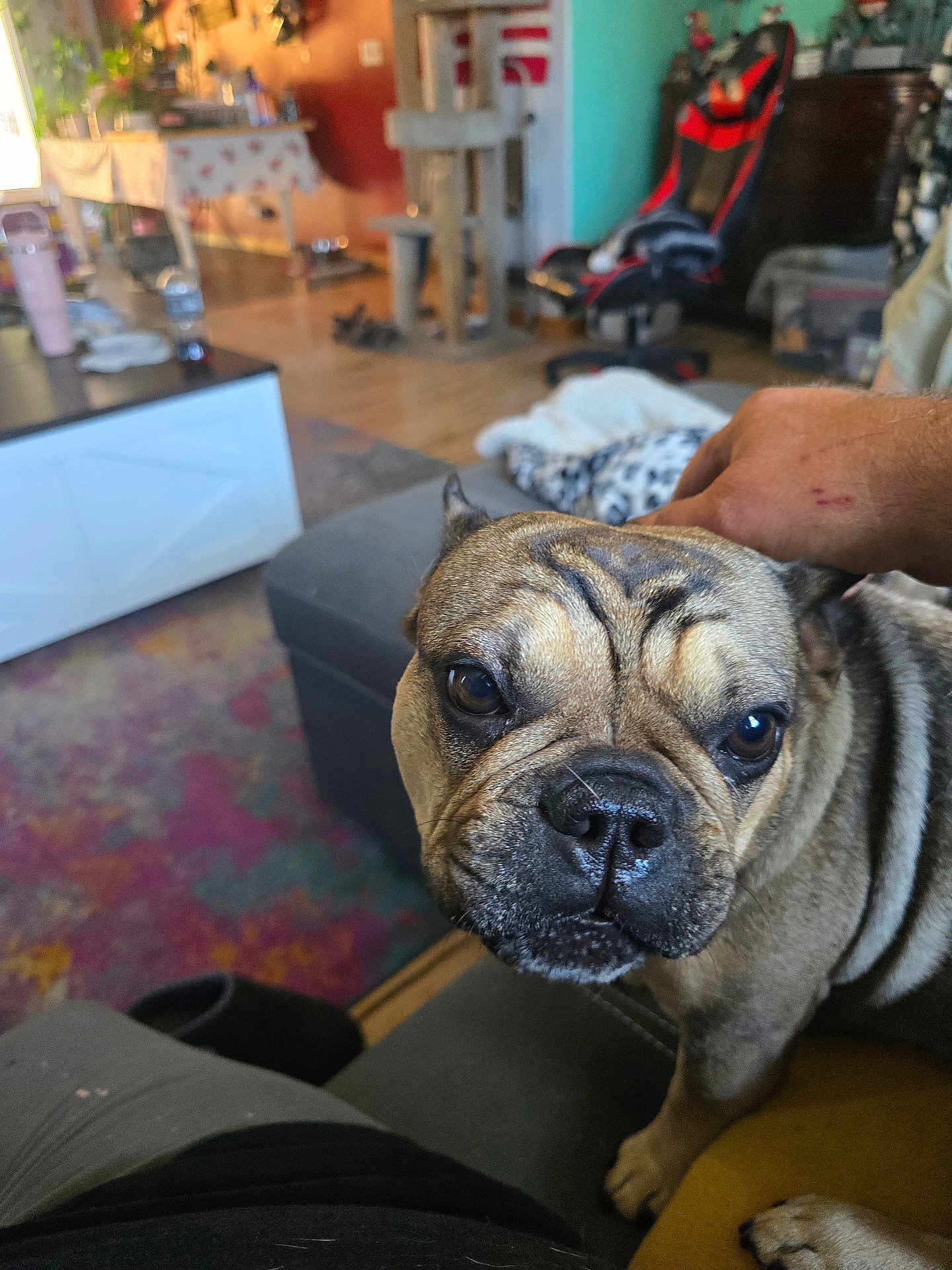 Mini is registered to the contest to win money with this photo: dog, french_bulldog, pet, indoor, living_room, couch, hand, fur, wrinkles, close_up, carpet, furniture, cat_tree, person, relaxing, home, animal, domestic, companion, cozy