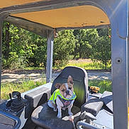 Gracie Lynn is registered to the contest to win money with this photo: dog, french_bulldog, reflective_vest, vehicle, seat, control_panel, outdoor, sunlight, trees, grass, construction, machinery, nature, pet, animal, parked, shade, daytime, small_dog, equipment
