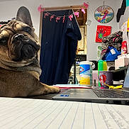 Mini Moo is registered to the contest to win money with this photo: dog, french_bulldog, desk, laptop, person, papers, home_office, cleaning_supplies, cup, notebook, pen, decorations, wall_art, clothing, window, chair, technology, indoor, pet, curious