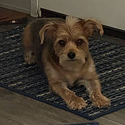 Yogi is registered to the contest to win money with this photo: dog, puppy, brown_fur, fluffy, lying_down, portrait, pet, indoor, rug, floor, home, carpet, black_and_white, face, eyes, nose, paws, ears, long_hair, animal