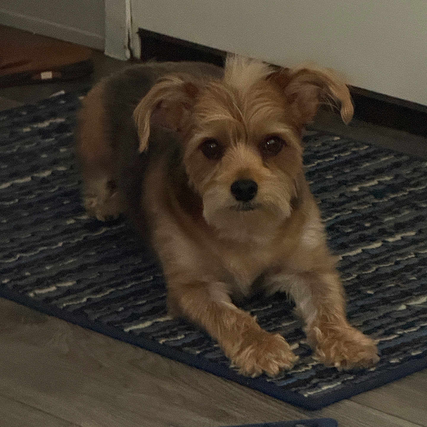 Yogi