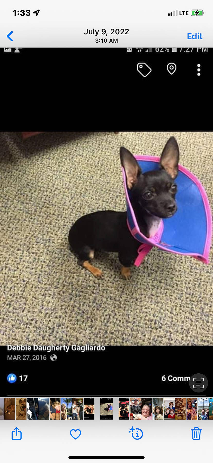 Joey joined the competition — help win amazing prizes! canidae, carnivore, collar, companion_dog, dog, dog_breed, dog_collar, dog_supply, ear, electric_blue, fashion_accessory, fawn, font, magenta, pet_supply, plant, snout, sporting_group, toy_dog, working_animal