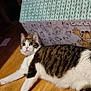 Tigrou a rejoint le concours — aidez-le/la à gagner de superbes lots ! abyssinian, animal, architecture, box, building, cat, computer, couch, furniture, hardwood, indoors, interiordesign, kitten, livingroom, manx, pet, plywood, room, stainedwood, wood