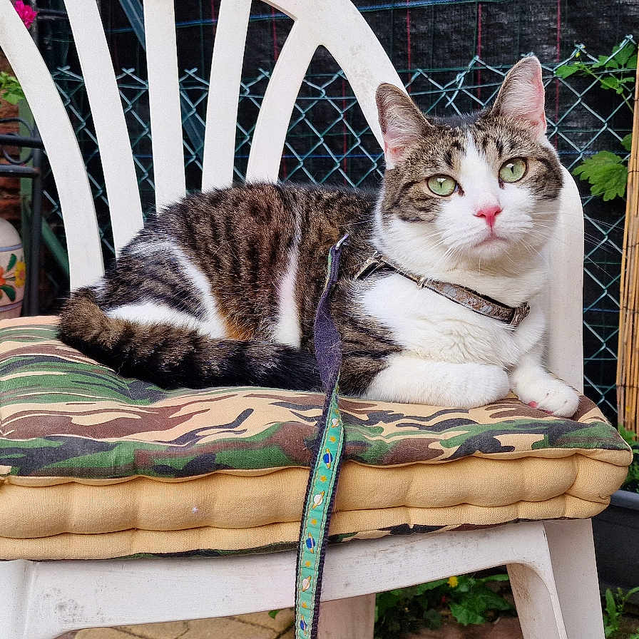 Tigrou a rejoint le concours — aidez-le/la à gagner de superbes lots ! animal, cat, chair, couch, cushion, flower, furniture, herbal, herbs, homedecor, indoors, interiordesign, jar, pet, plant, planter, pottedplant, pottery, vase, wood