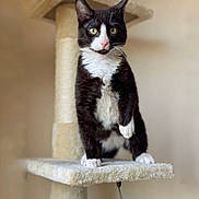 Boboh is registered to the contest to win money with this photo: cat, tuxedo_cat, pet, animal, feline, cat_tree, indoor, fur, whiskers, green_eyes, pink_nose, paw, standing, curious, closeup, portrait, soft_background, fur_texture, domestic_cat, cute